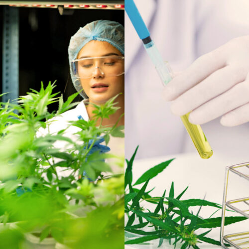 Cannabis Testing Conquer Scientific